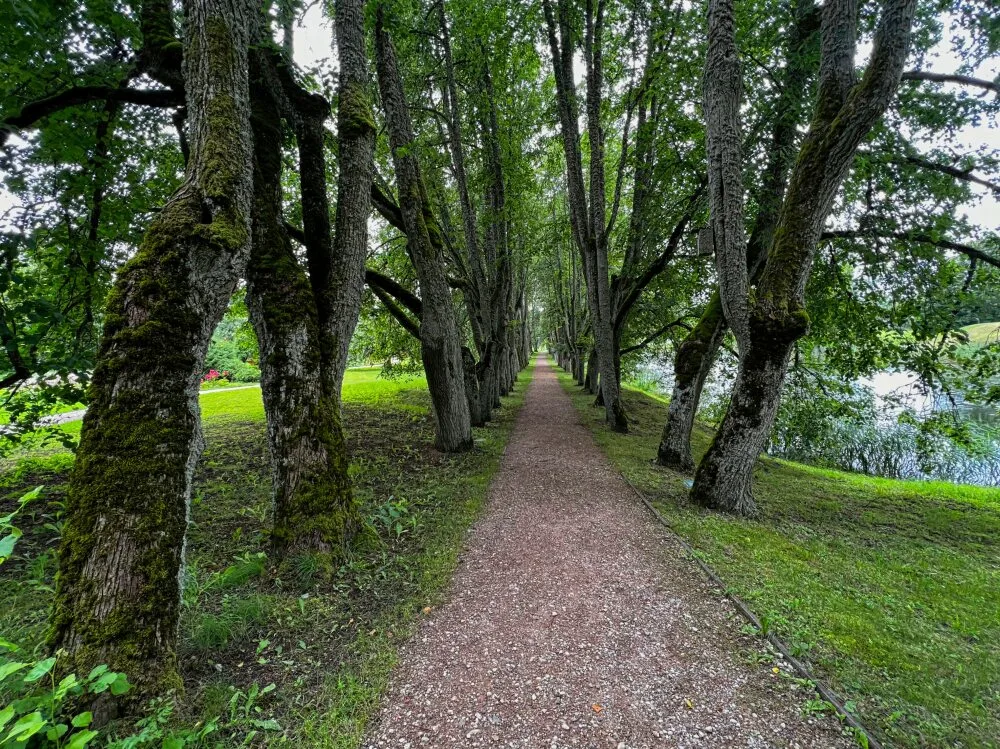 Замок Яунмоку. Липовая аллея в парке