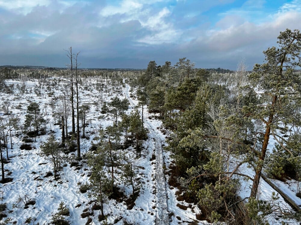 Тропа Ценского болота. Панорама со смотровой вышки